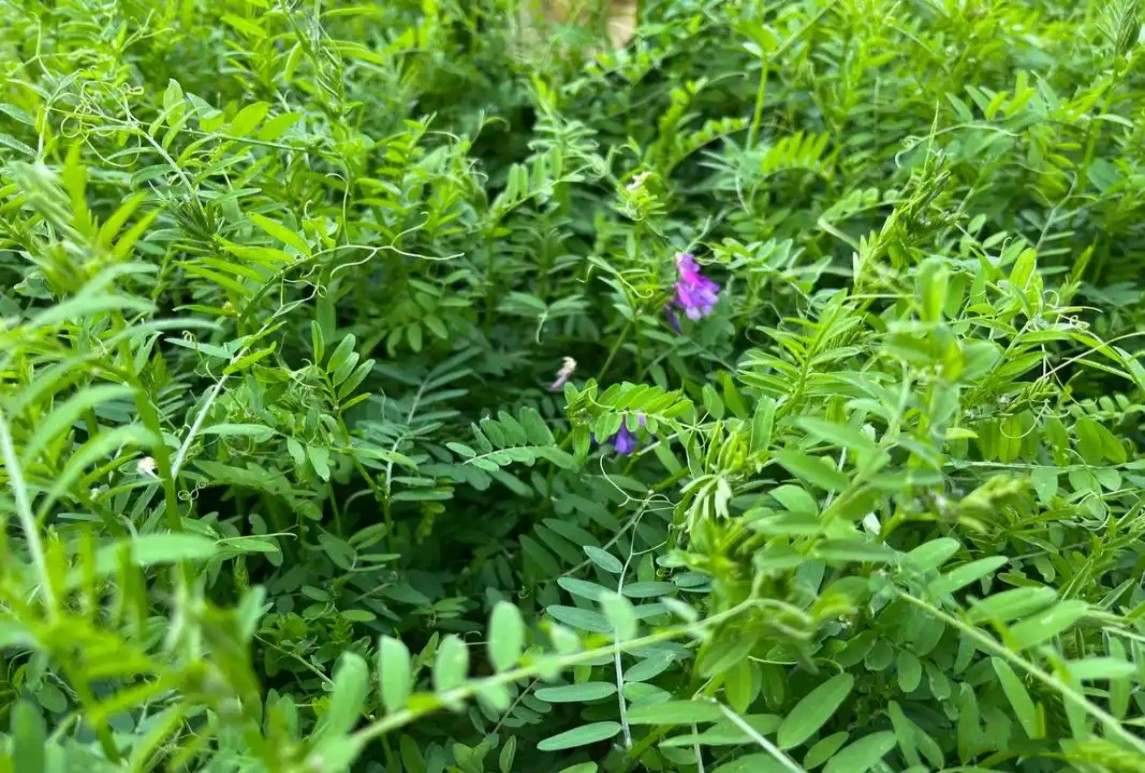 果園生草綠肥，毛苕子如何播種簡(jiǎn)單又好種？