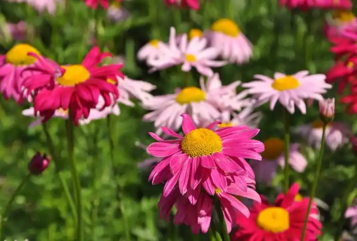 除蟲(chóng)菊